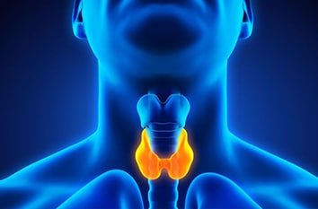 Thyroid in neck