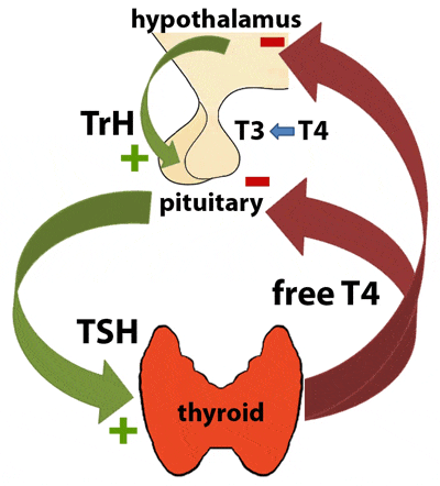 Thyroid function diagram